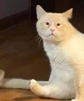 Testing tag