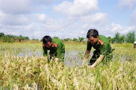 Chiến sỹ Công an giúp dân gặt lúa