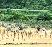 Cao Bằng: Hỗ trợ người dân khắc phục hậu quả thiên tai lũ lụt