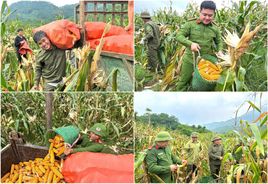 Yên Bái: Công an xã giúp nhân dân thu hoạch vụ ngô