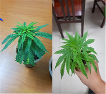 Phòng ngừa, ngăn chặn sự xâm nhập của các loại ma túy, chất gây nghiện mới đối với thanh thiếu niên